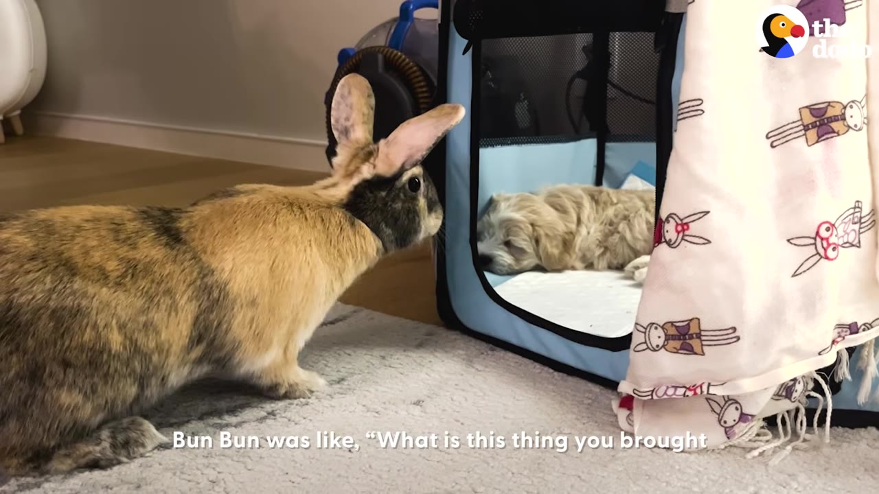 A tan and black rabbit standing near a blue pet carrier and looking at a small fluffy puppy lying inside.