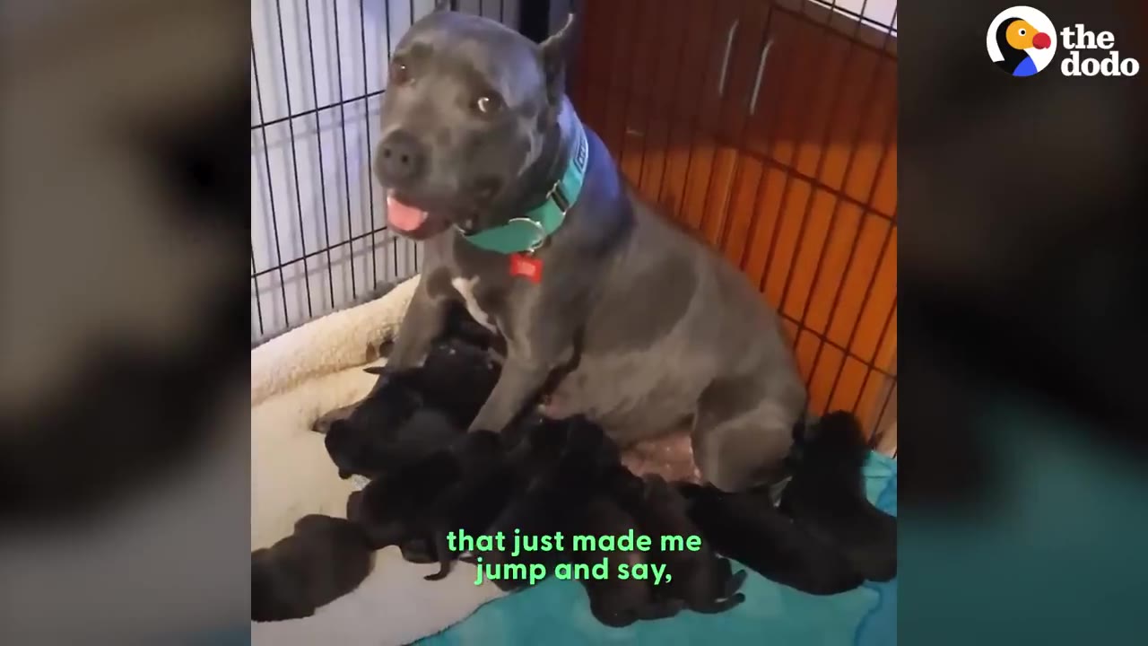 A grey pit bull mother dog with a green collar sits in a crate surrounded by her many small black puppies, looking up with wide, expressive eyes.
