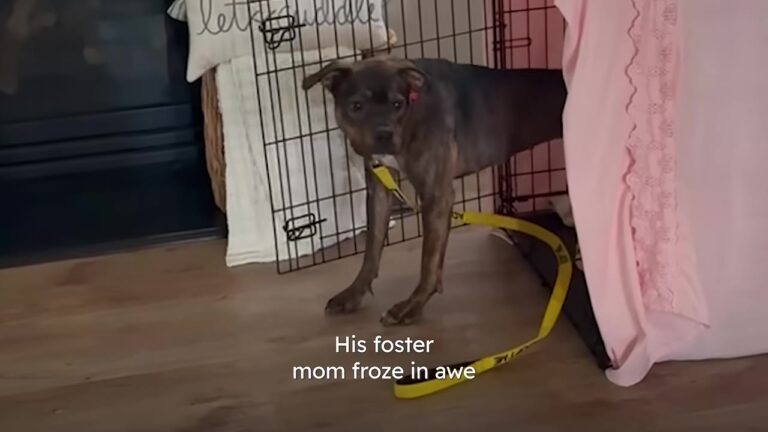 Terrified North Carolina Dog Finally Leaves His Crate After Weeks, But What He Does Next Brings His Foster Mom To Tears