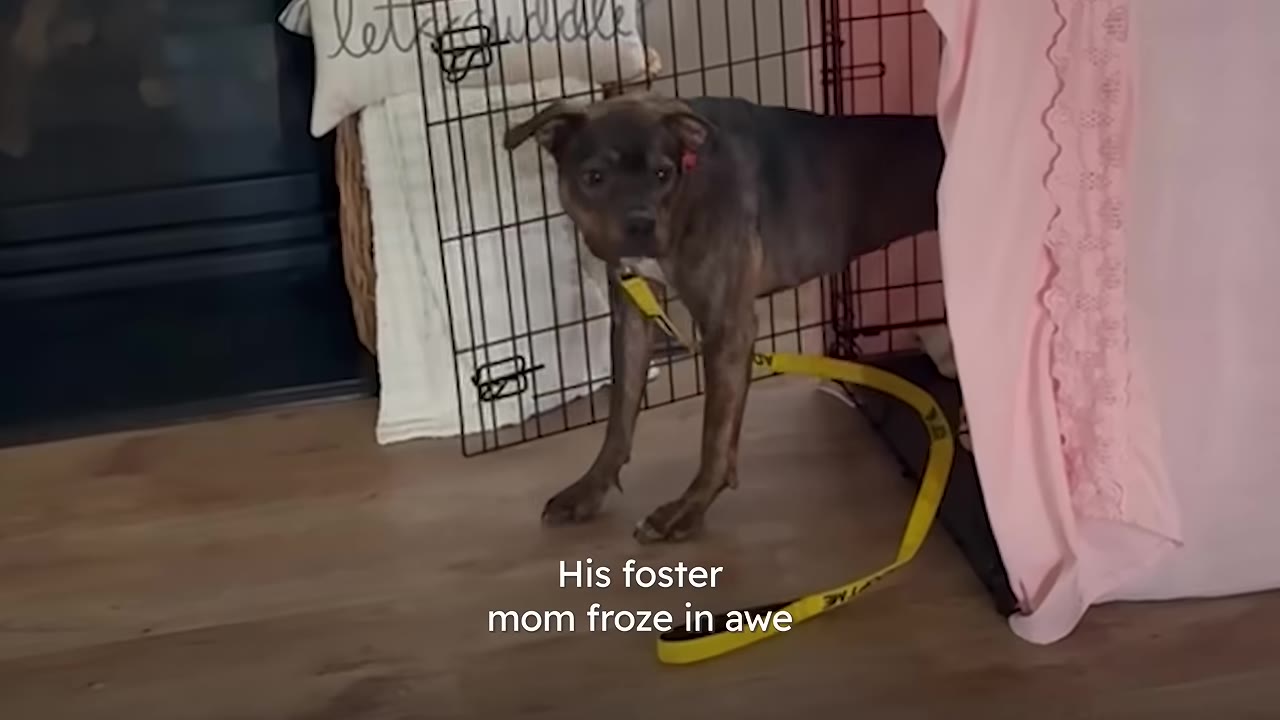 A brindle dog cautiously steps out of a wire crate covered with a pink blanket, looking directly forward with a hesitant expression.