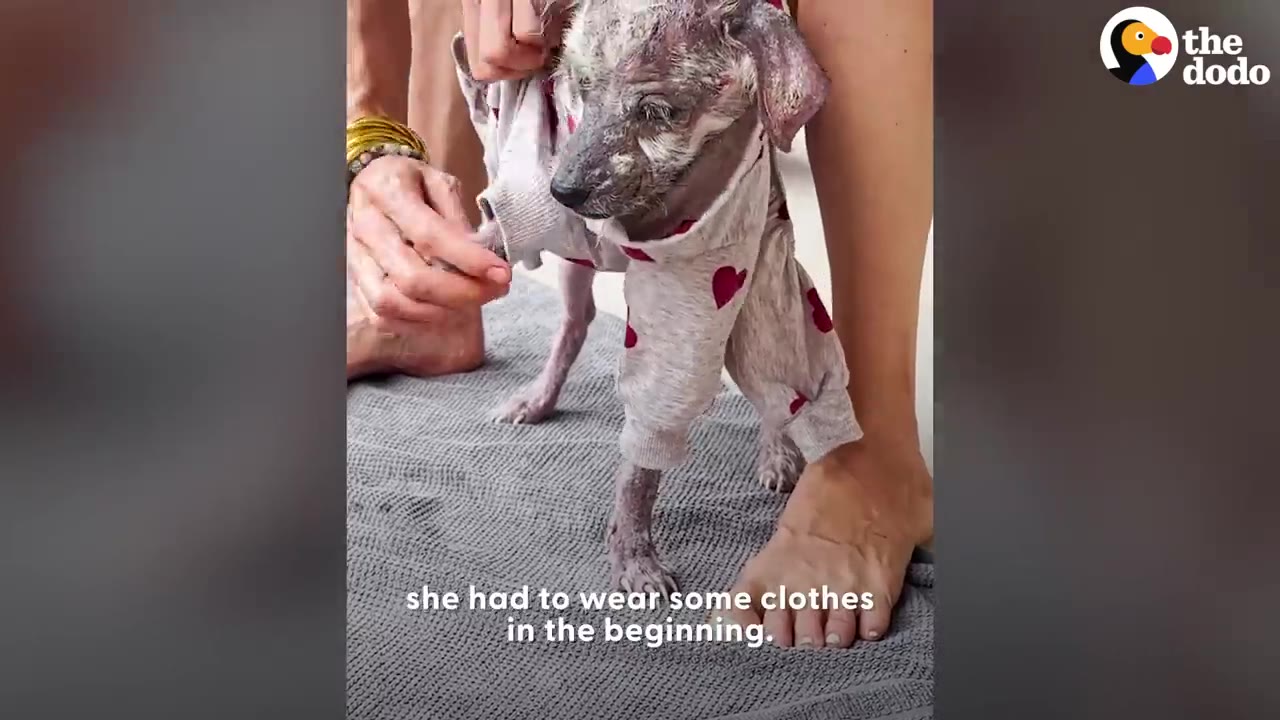 A small dog with skin healing from mange wearing a gray sweater patterned with red hearts as a person helps dress it.