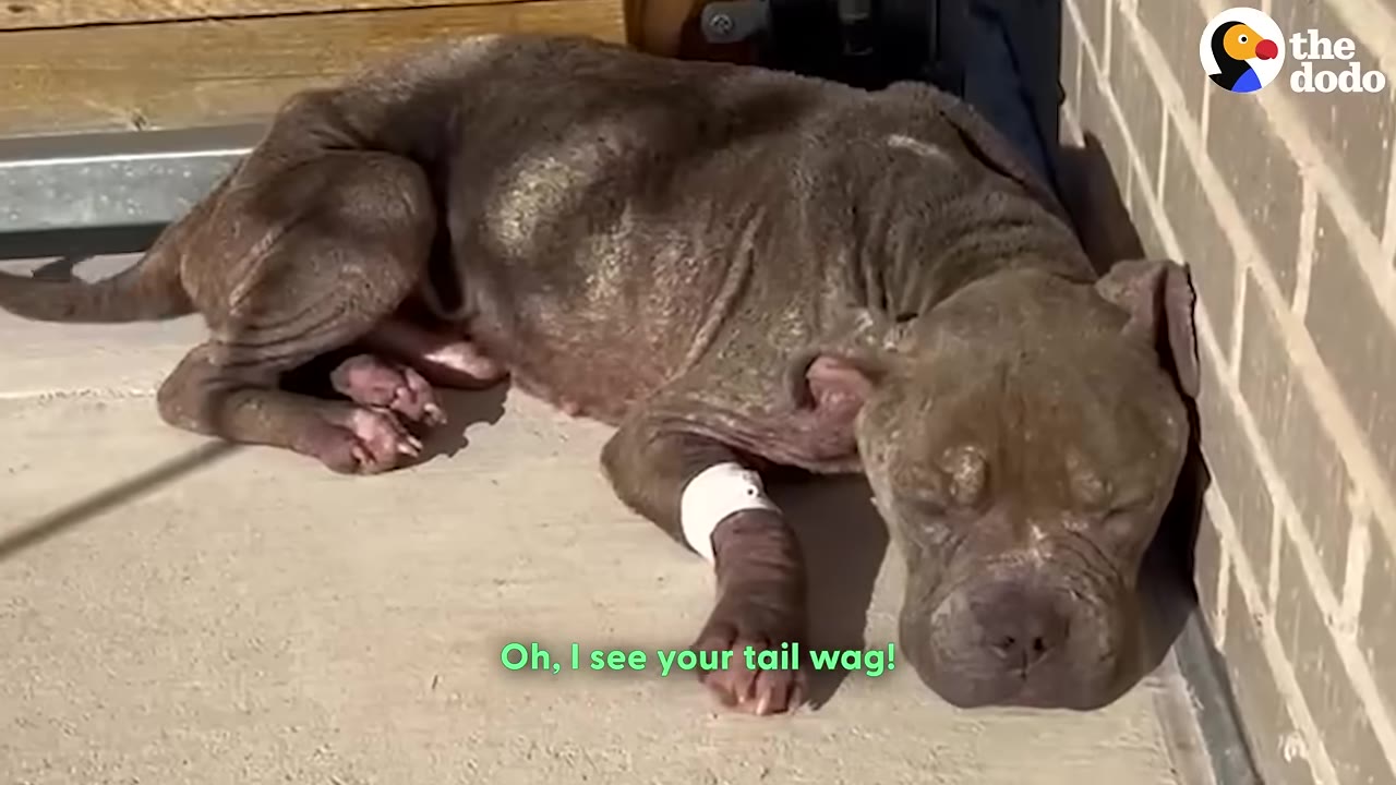 A close-up of a thin, brown dog with skin issues lying down on concrete next to a brick wall, with a white bandage on its front leg.