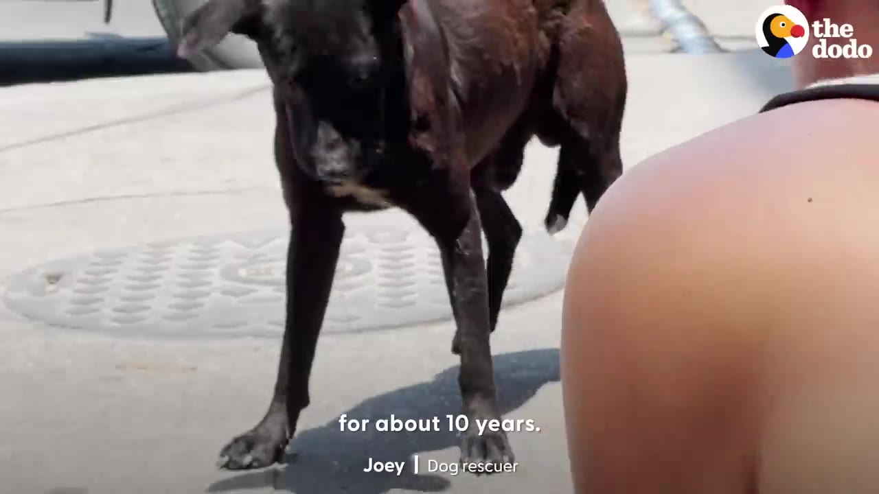 A dark brown dog stands on a concrete sidewalk next to a person.