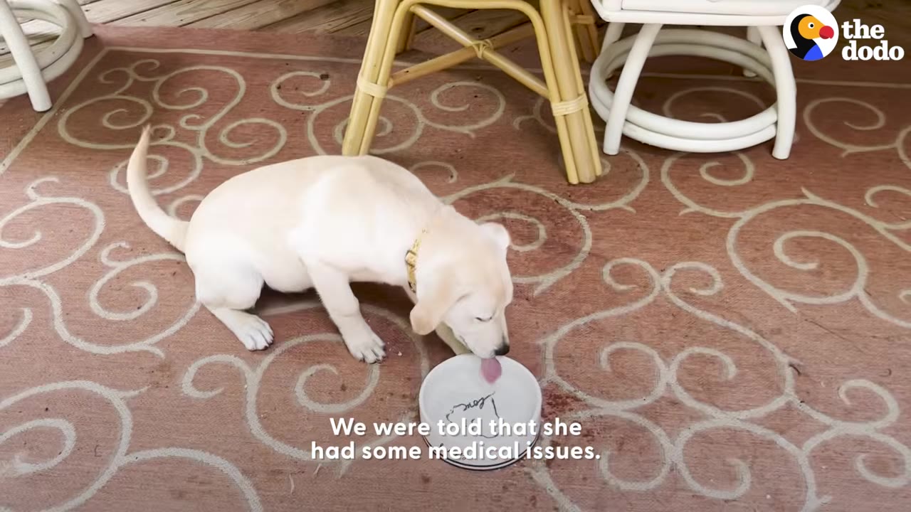 A small light yellow puppy wearing a gold collar drinking water from a bowl on a patterned rug.