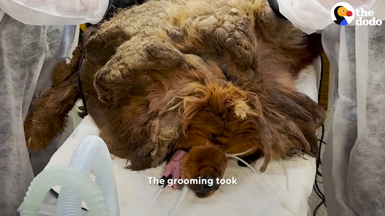 A heavily matted dog lying sedated on a medical table with breathing tubes during a grooming procedure.