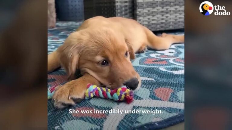California Rescue Steps In When A Family Can’t Afford Their Sick Puppy’s Treatment, But Her Condition Is Alarming