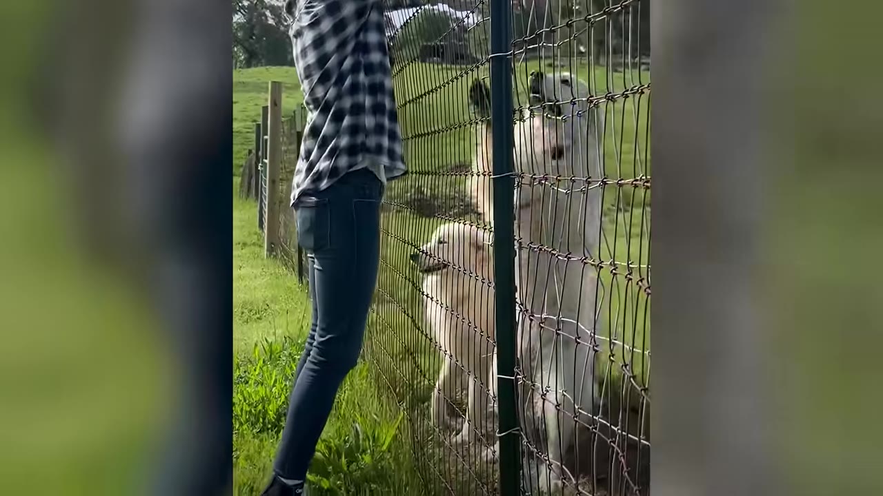 A person in a plaid shirt and jeans stands by a wire fence, interacting with two large white dogs on the other side.