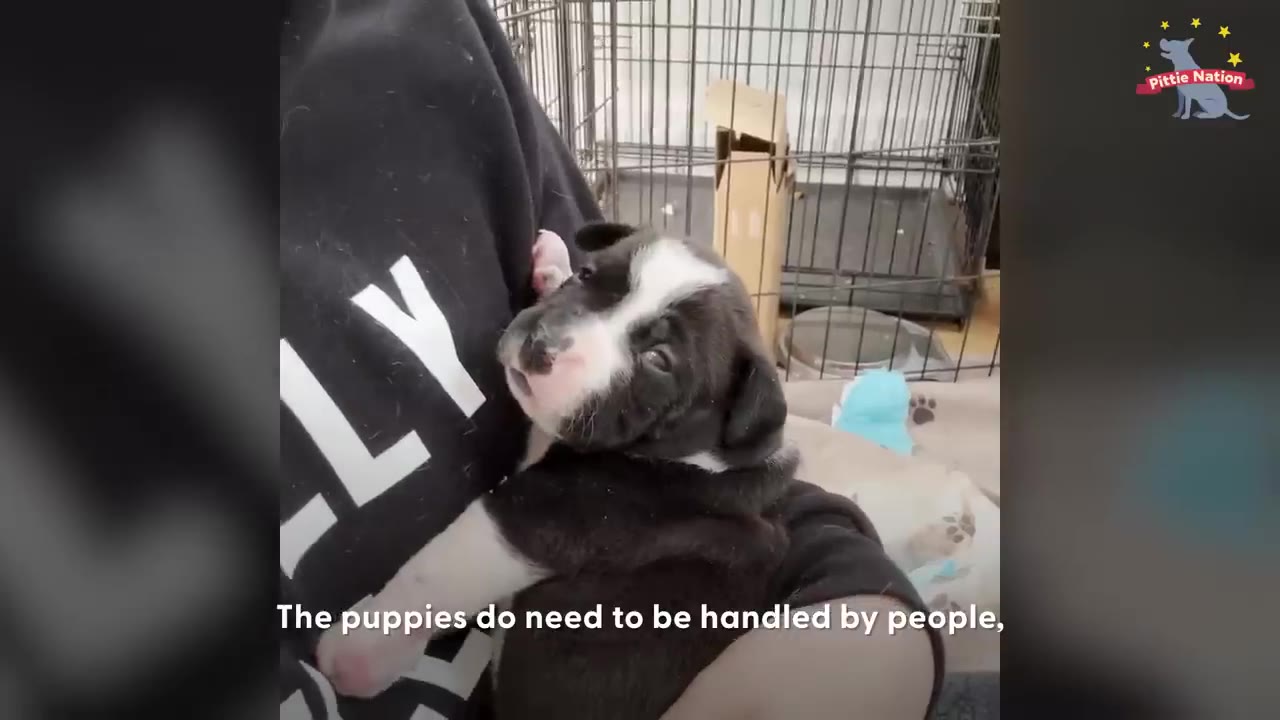 A person holding a small black-and-white puppy in their arms in front of a wire crate.