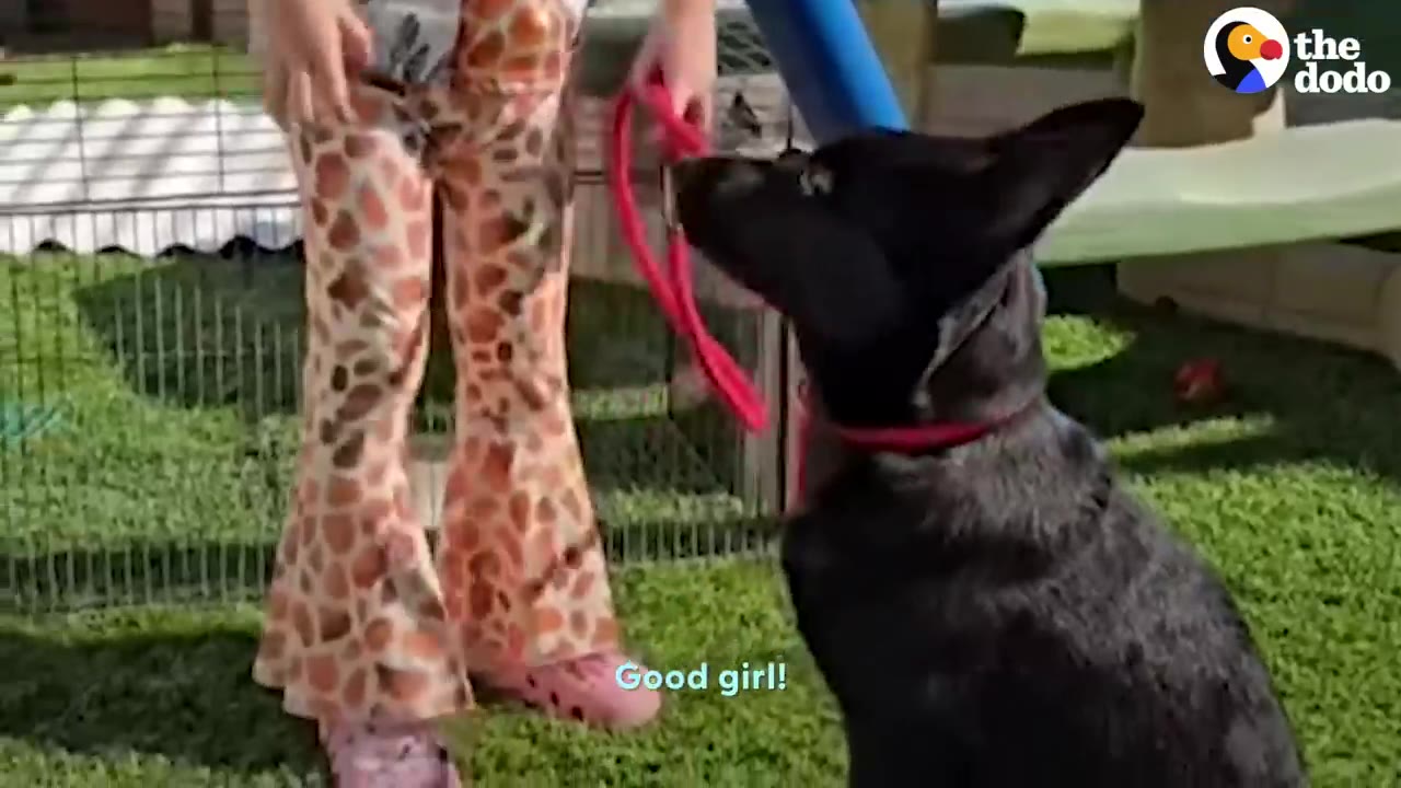 A black dog sits on the grass looking up at a child wearing giraffe-print pants who is holding a red leash.