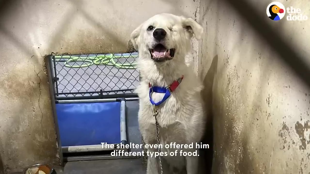 A white one-eyed dog wearing a blue collar sits upright in a shelter kennel and looks up with an open mouth.