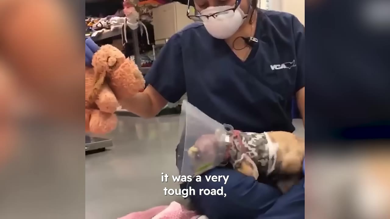 A veterinary worker wearing a face mask and blue scrubs holds a small puppy wearing a medical cone and a camouflage vest, while holding a plush toy nearby.