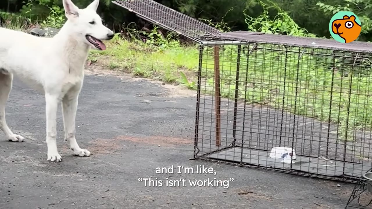 A white dog standing outdoors next to an open metal animal trap containing a food bowl.