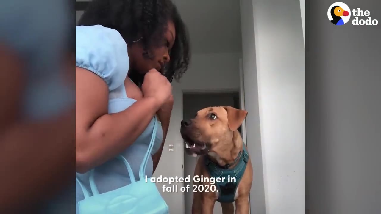 A woman in a light blue outfit stands looking down at a tan dog wearing a harness who looks up intently at her.