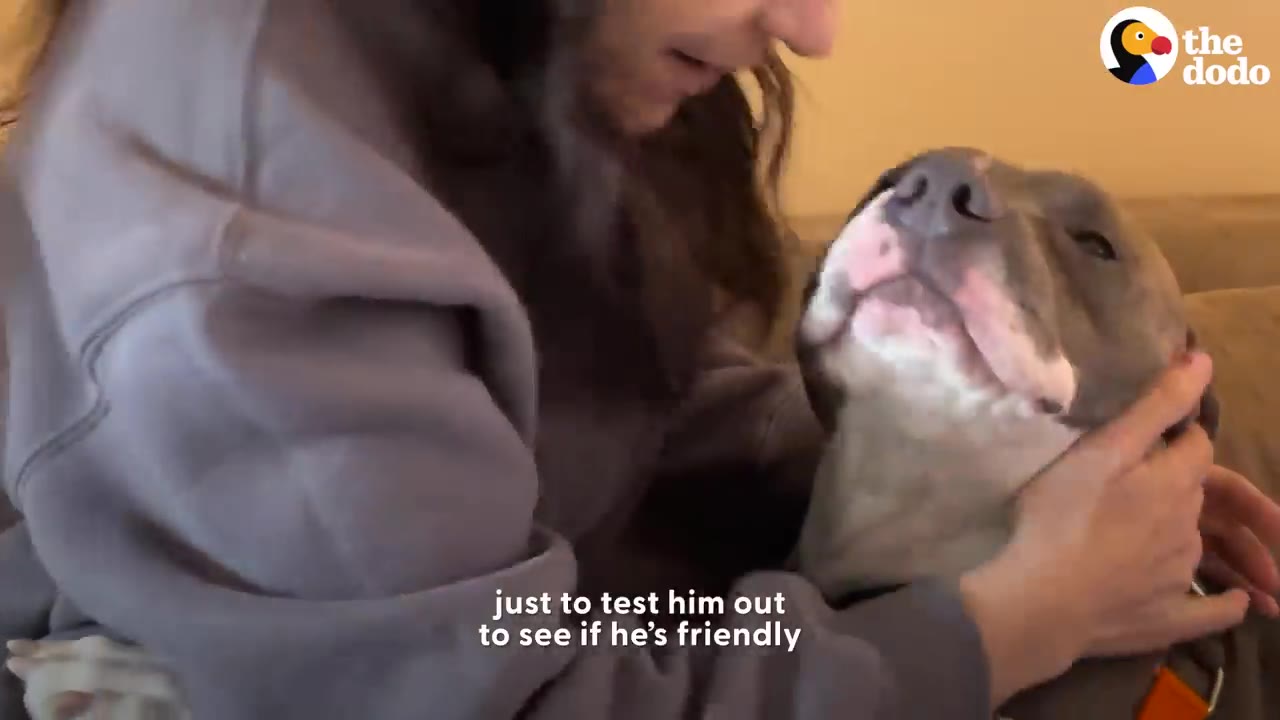 A person gently holding and cuddling a pit bull dog, who looks up lovingly at them.
