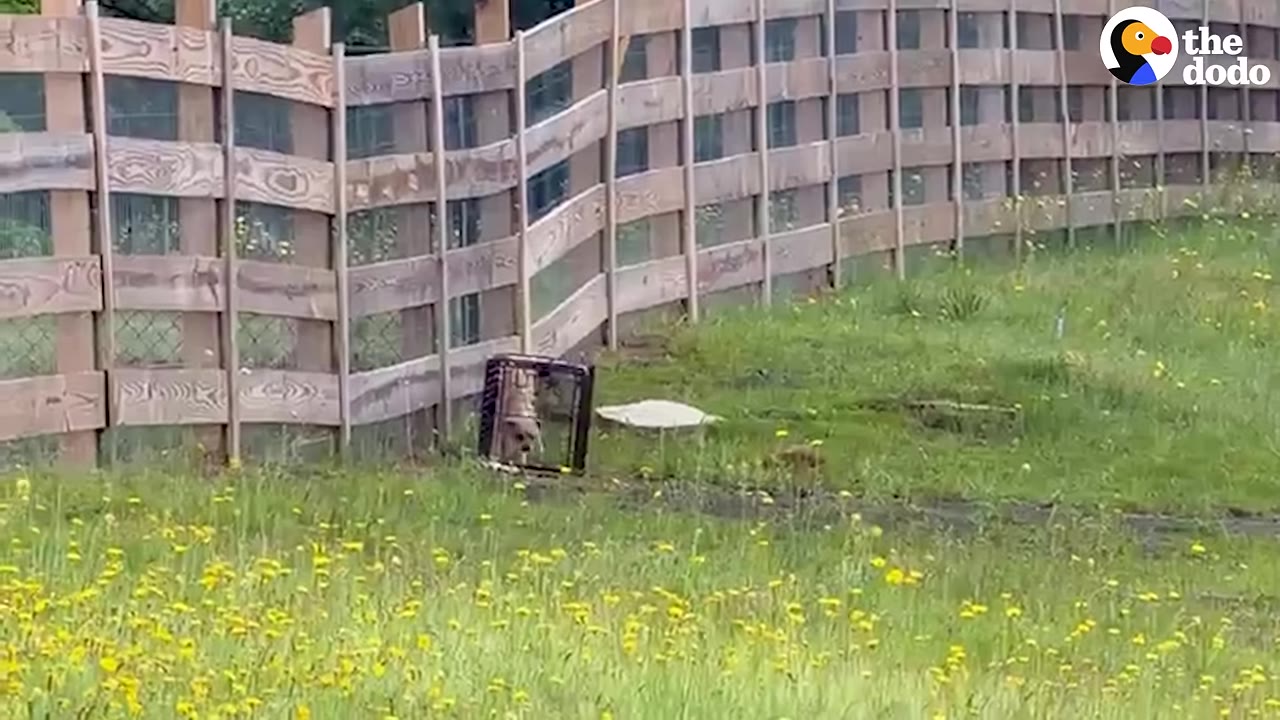 A small dog is inside a metal cage trap set up next to a wooden fence in a grassy field with yellow wildflowers.