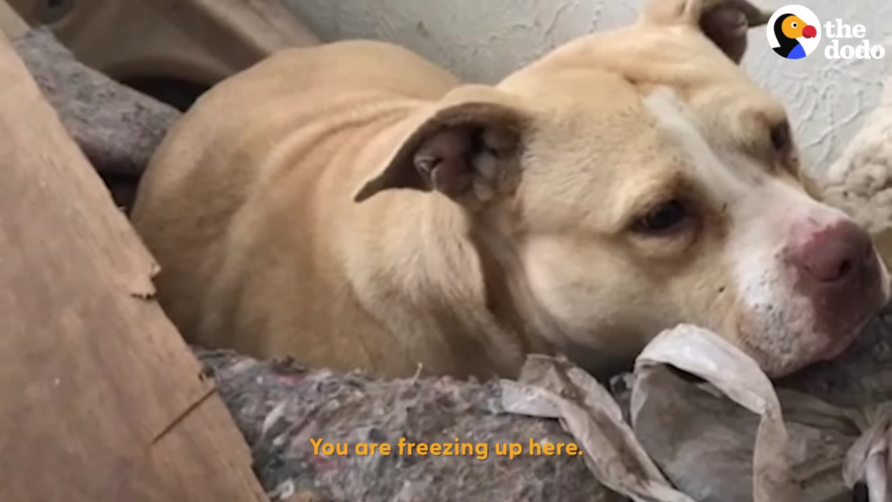 A light brown dog with a white stripe on its face huddling among blankets and debris.