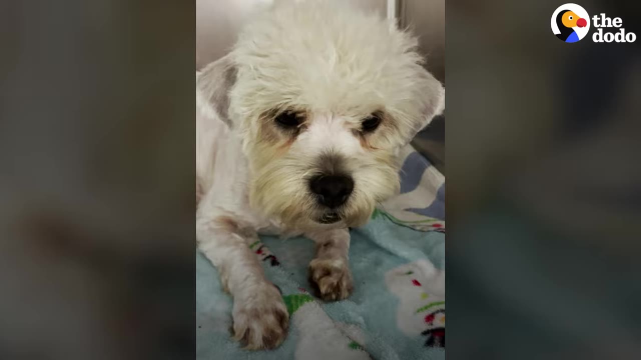A small white dog resting on a blue blanket with a small medical bandage visible on its front leg.