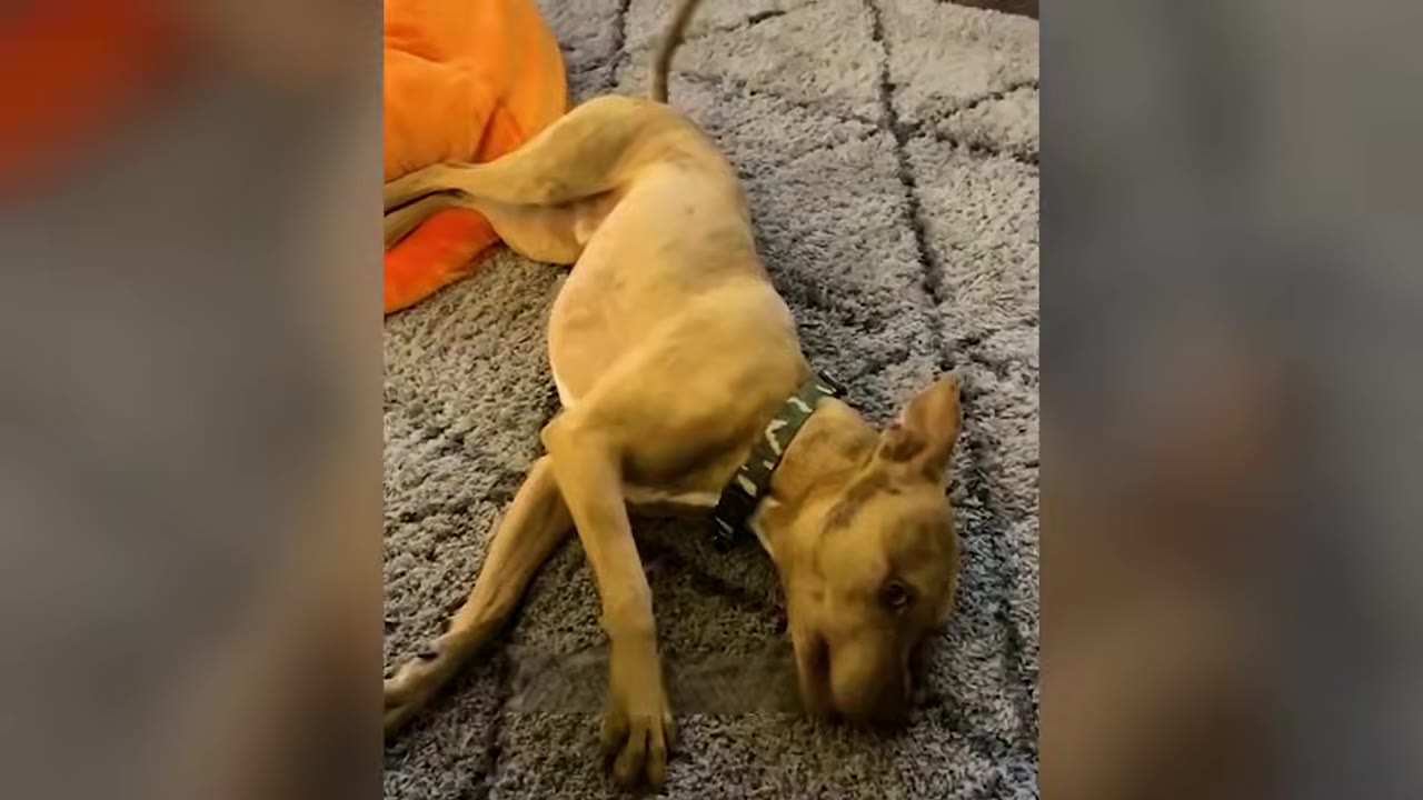 A tan puppy with a green collar lying down on a textured grey rug.