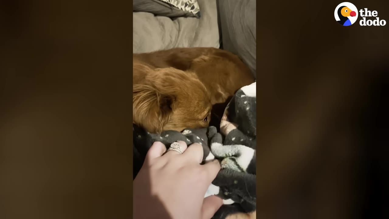 A hand gently reaches towards a small brown dog curled up on a couch next to a patterned blanket.