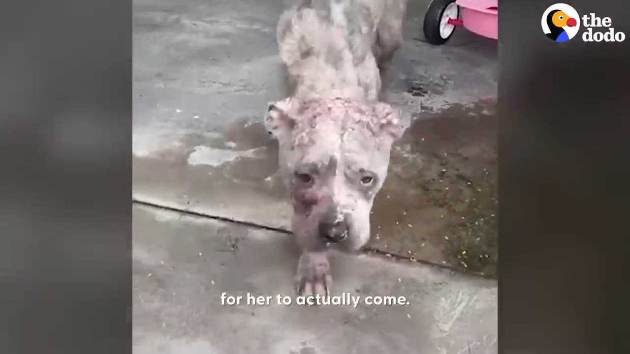 A timid dog with skin condition cautiously walks forward on a concrete patio towards the camera.