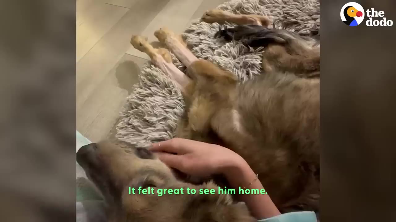A dog lying comfortably on a fluffy rug indoors as a person gently strokes its head.