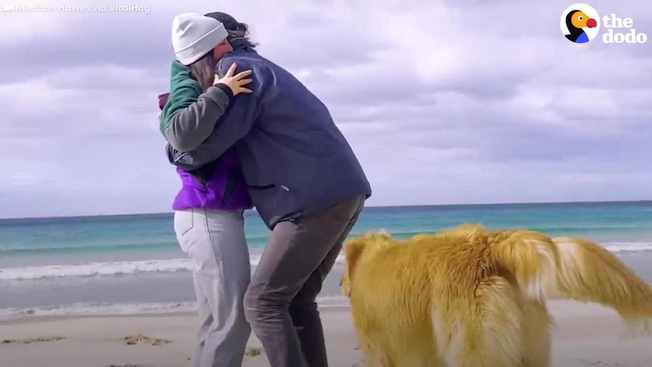 A couple hugs on a sandy beach while a golden retriever dog runs in the foreground near the ocean waves.