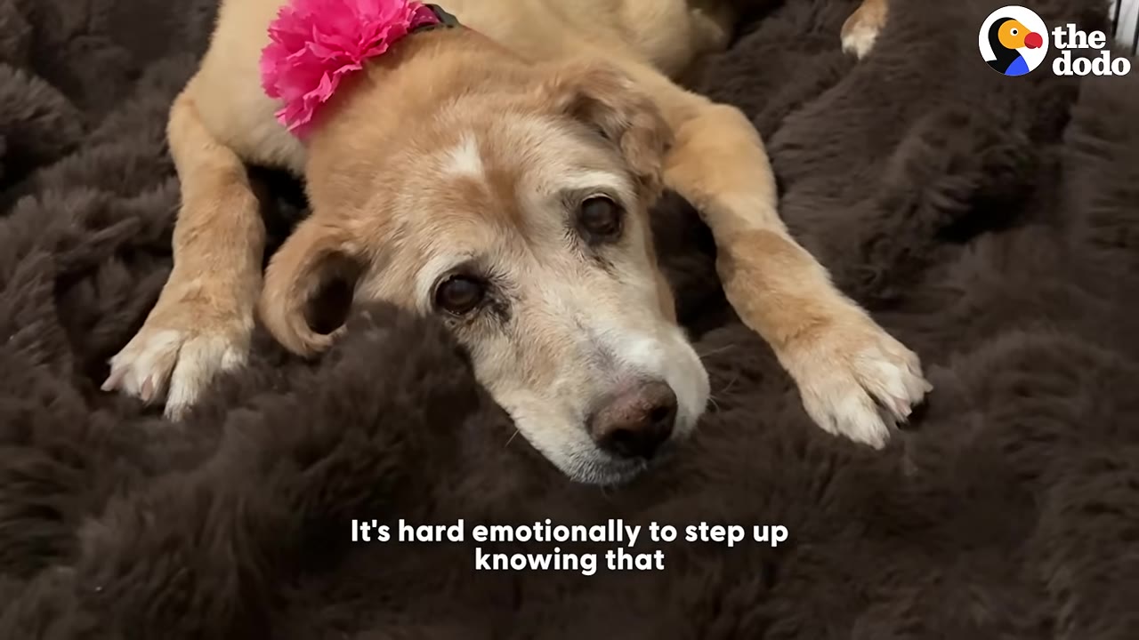 A close-up of an elderly tan dog with a pink flower collar lying down on a fluffy brown blanket, looking directly at the camera with sad eyes.