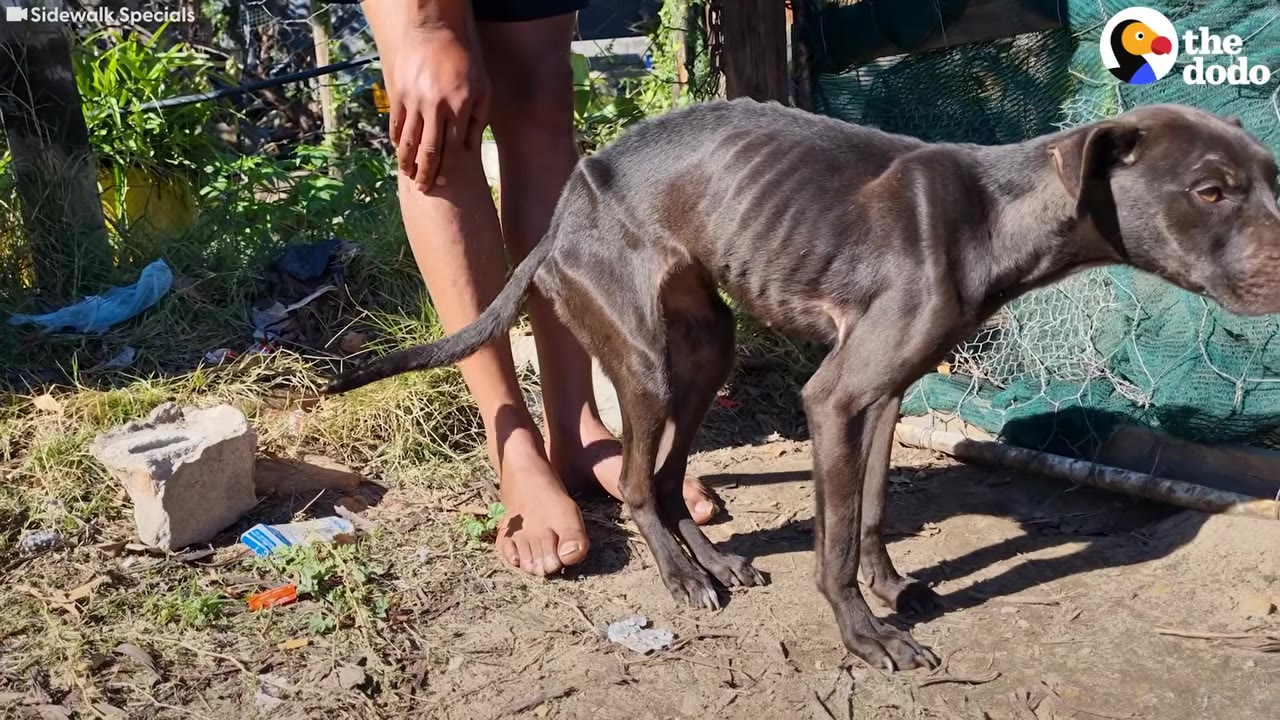 A severely emaciated dark-colored dog stands outdoors on dirt ground, clearly showing visible ribs and spine.