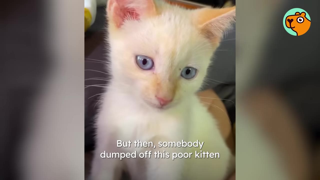 A close-up view of a small white kitten with blue eyes and light orange flame points on its ears.