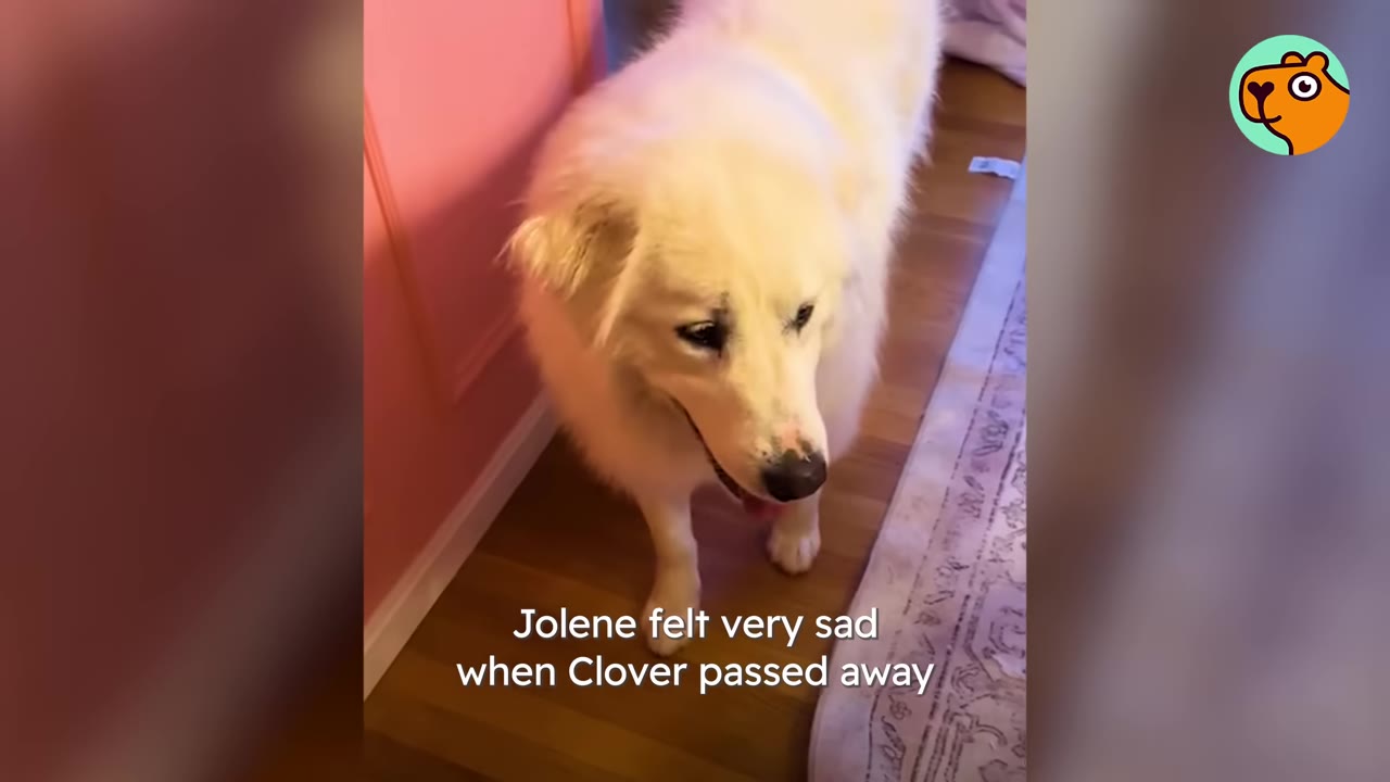 A large fluffy white dog standing indoors near a rug and wall, looking downward with a solemn expression.