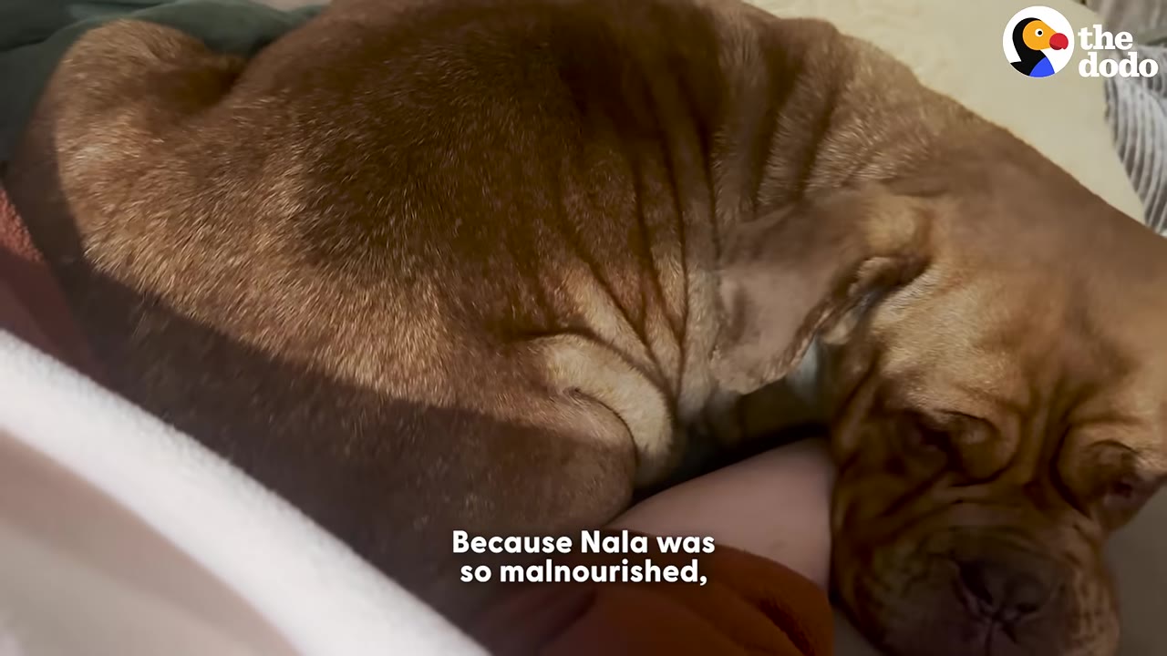 A close-up of a brown dog resting its head on a person's arm with the caption 'Because Nala was so malnourished,'.