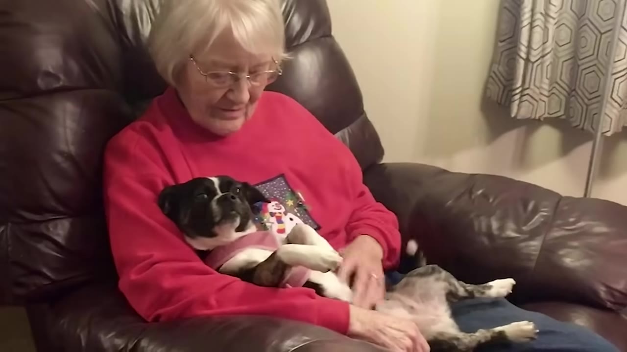 An elderly woman with short white hair and glasses wearing a red sweater sits in a brown leather recliner, smiling down at a small black and white dog resting on her lap.