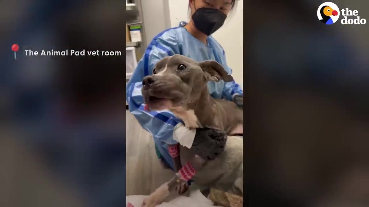 A gray pit-bull-type dog with bandaged legs being held by a vet worker wearing a blue gown and black mask in a clinic room.