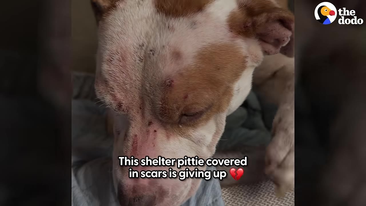 A close-up of a brown and white pit bull-type dog with visible scars on its head and face, looking down with a sad expression.