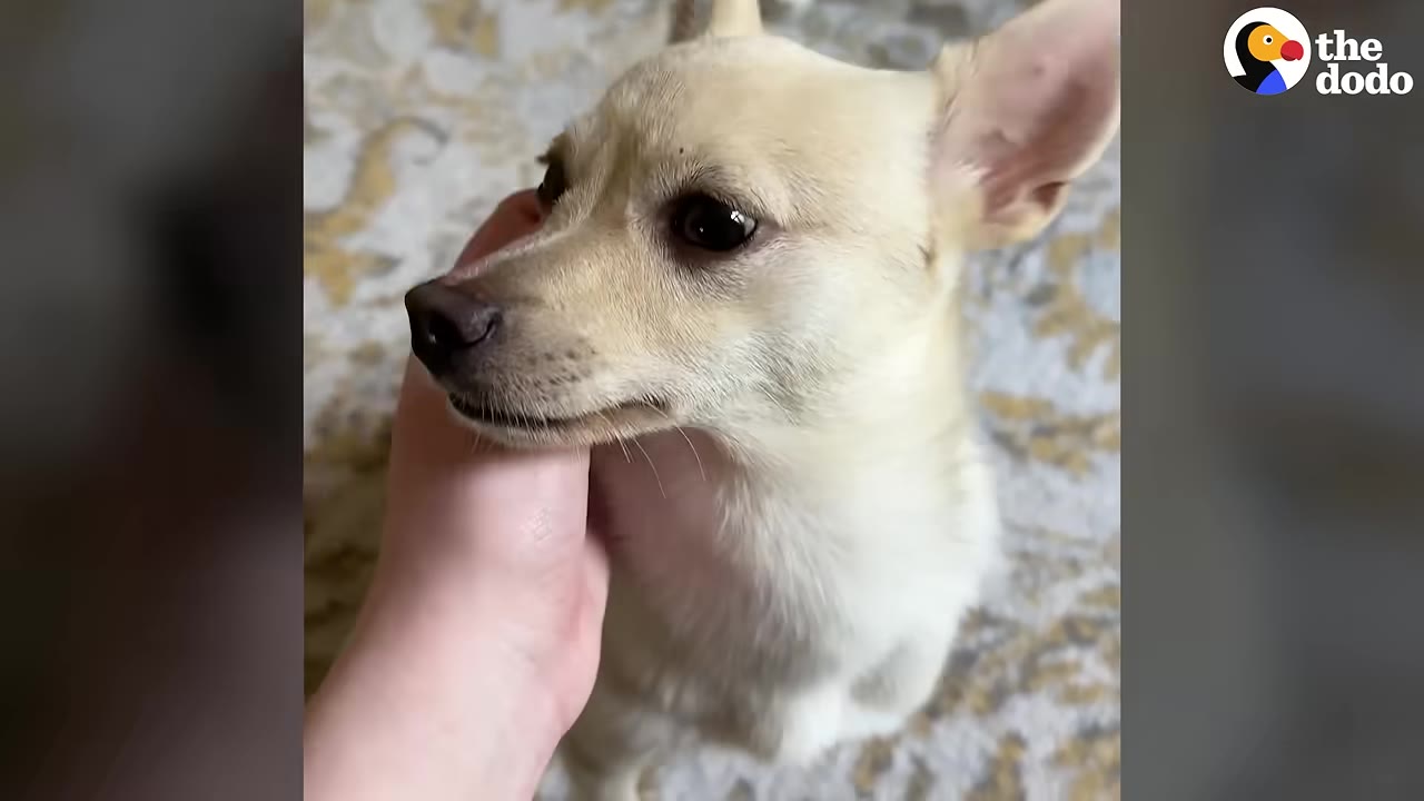 A close-up of a small, light-tan dog being gently petted under the chin by a person's hand.