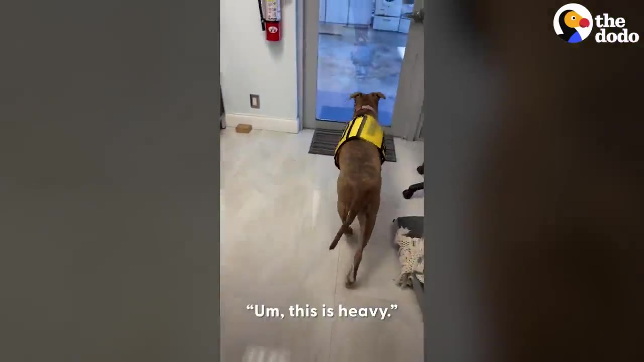 A brown dog wearing a yellow vest walks slowly toward a glass door inside a house, with the text 'Um, this is heavy.' on the screen.