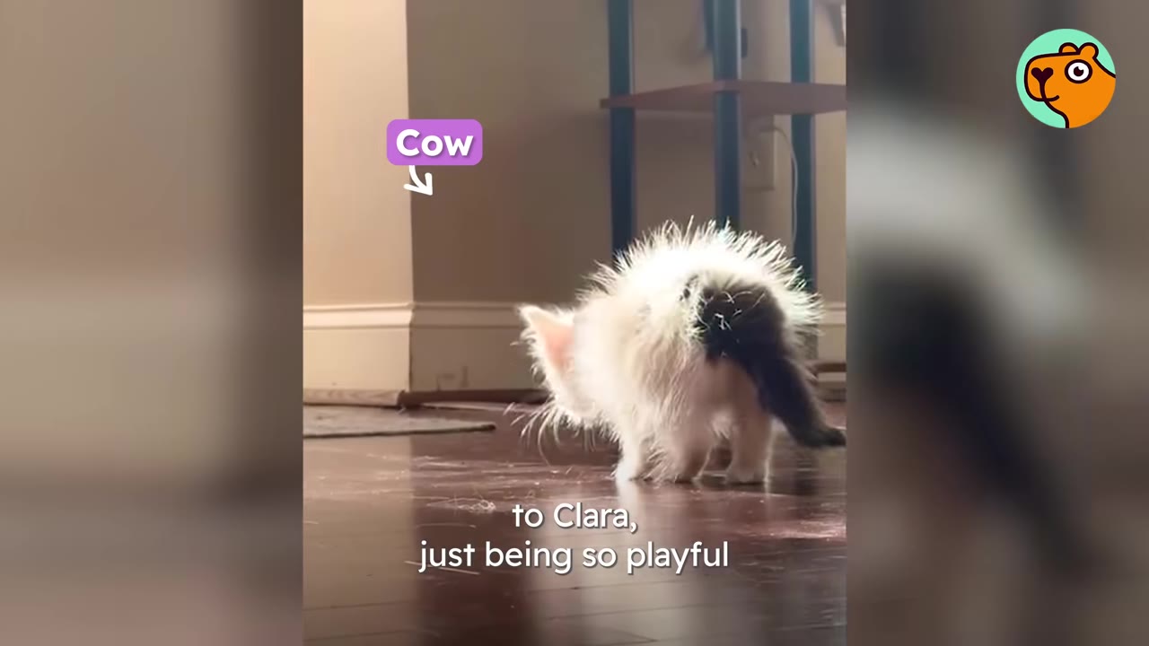 A fluffy white and black kitten standing on a dark wood floor with its fur puffed up.
