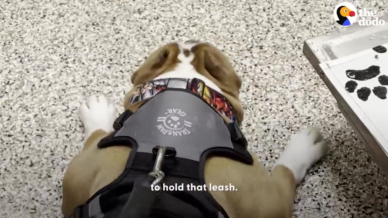 An overhead shot of an English bulldog named Chowder wearing a grey harness with a leash attached, lying on a speckled floor.