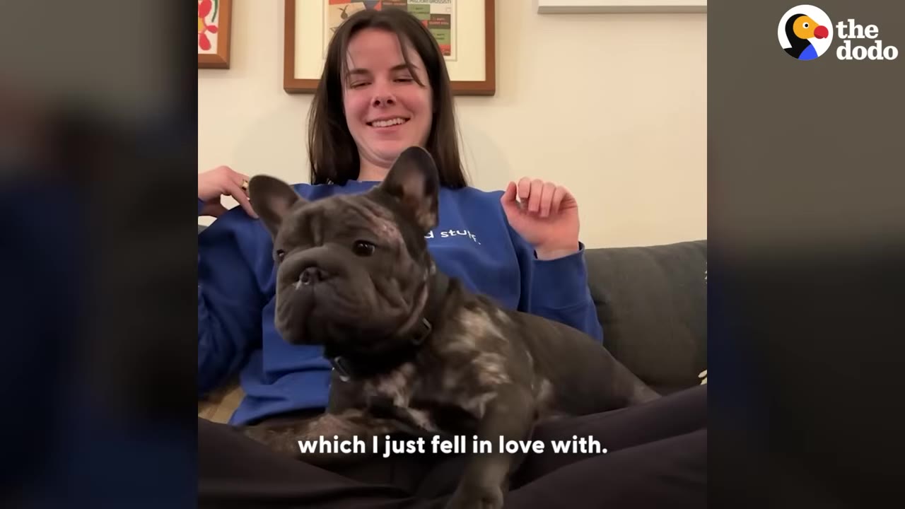 A dark brindle French bulldog sits on a woman's lap while she smiles in the background.