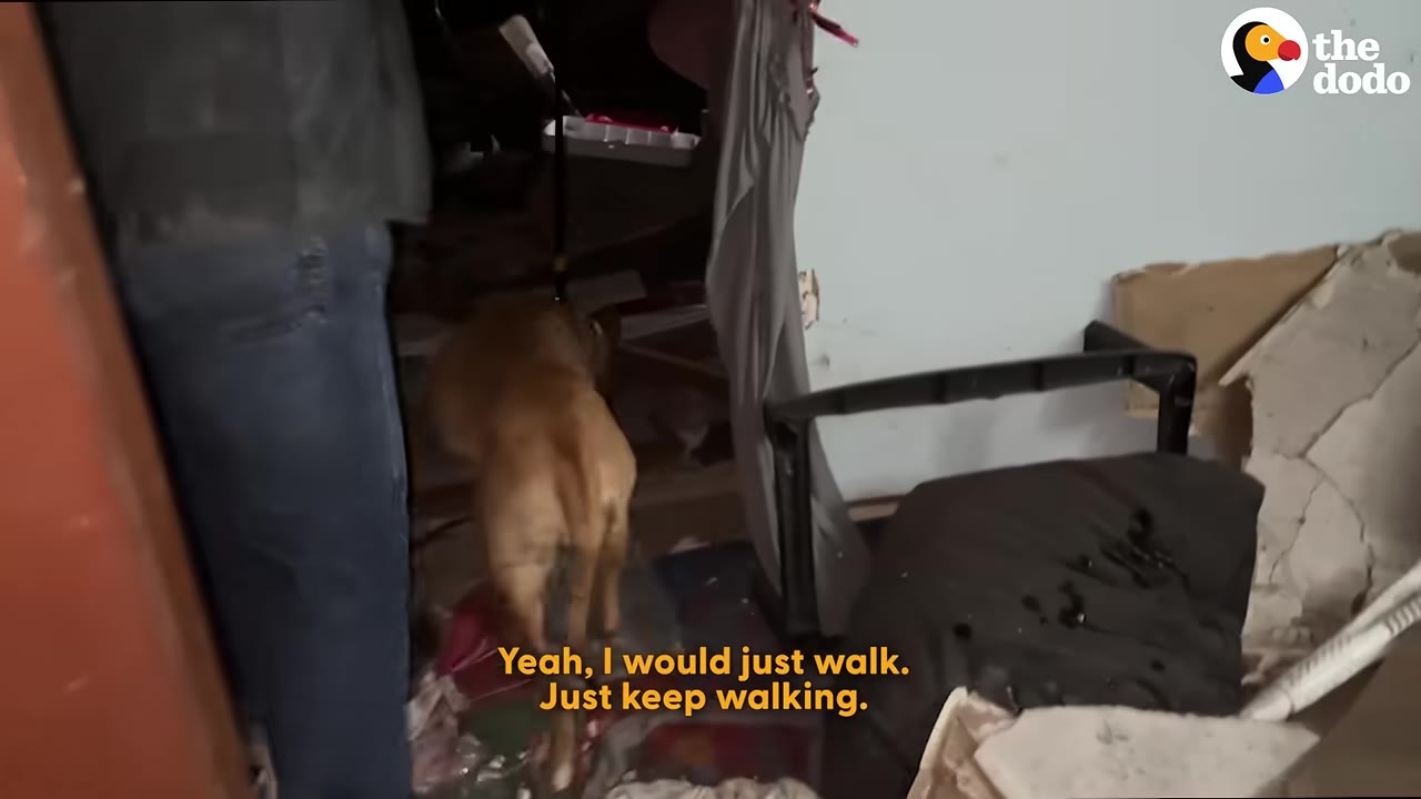 A brown dog walks into a cluttered room past a person wearing blue jeans.