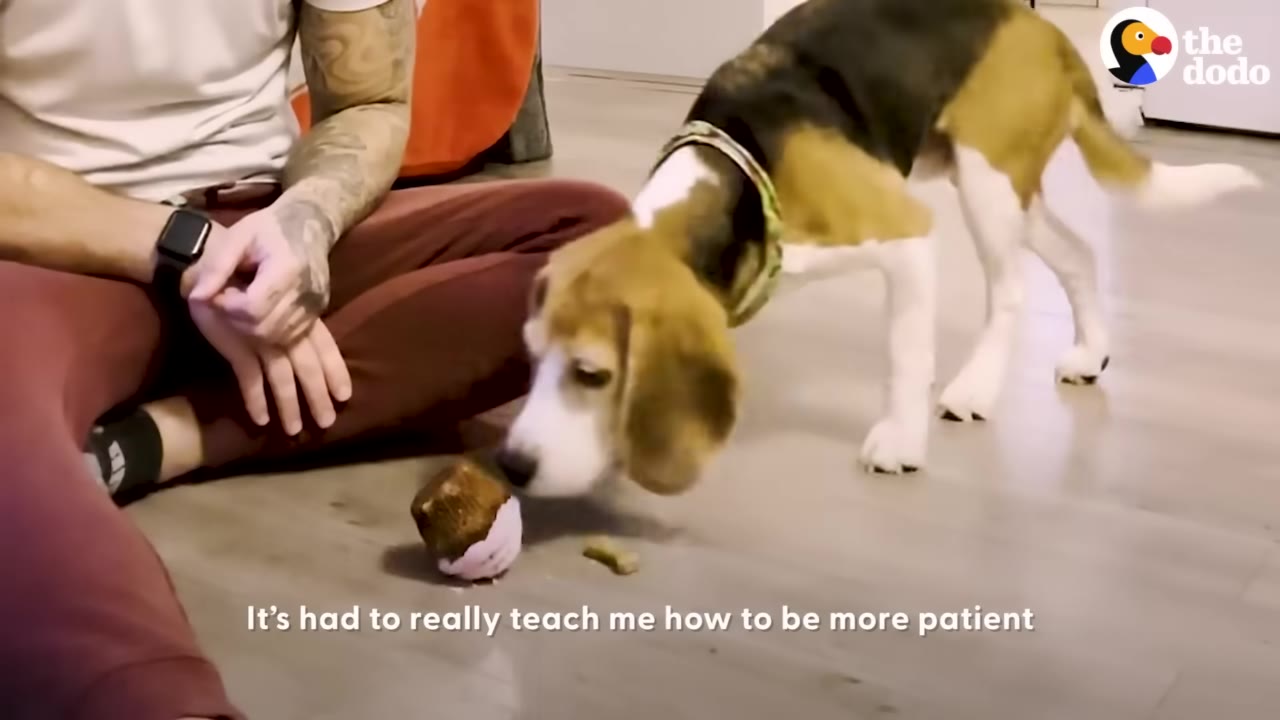 A beagle leans down to sniff a treat on the floor next to a person sitting cross-legged.