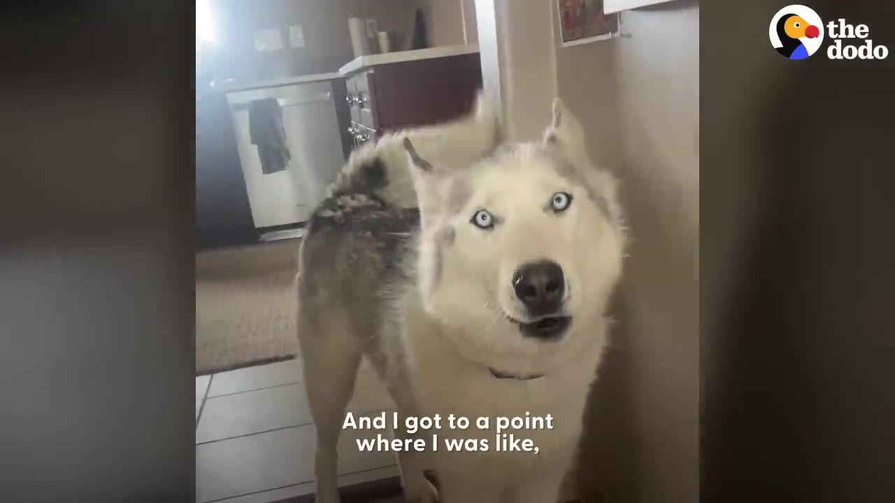 A husky stands indoors looking directly into the camera with wide blue eyes.