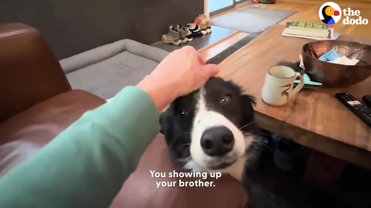 A black and white border collie resting its head on a brown leather couch while receiving a head pet from a person's hand.