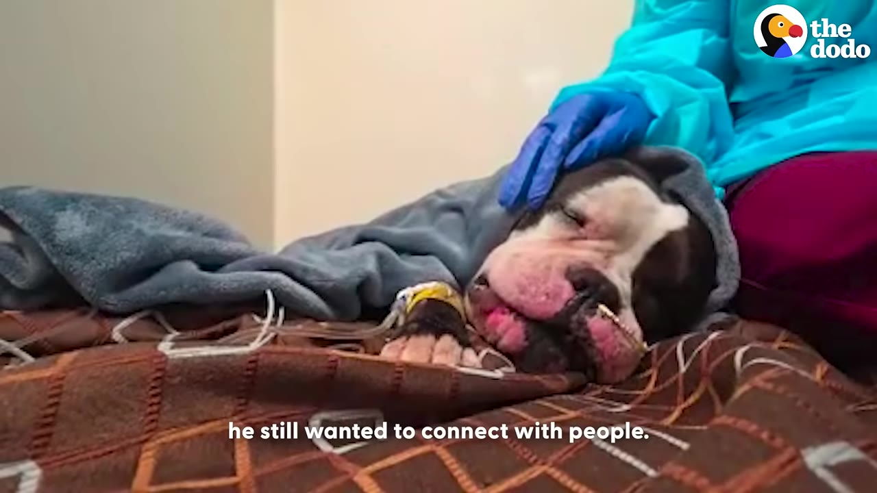 A sick black and white dog named Hugo lies under a blue blanket on a patterned bed while a person wearing blue medical gloves and a blue gown gently rests a hand on his head.