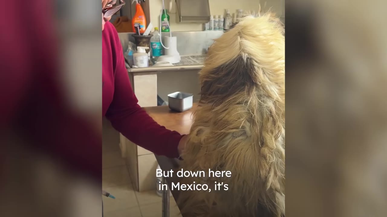 A long-haired dog sitting on an examination table inside a clinic while being examined by a person in a red shirt.