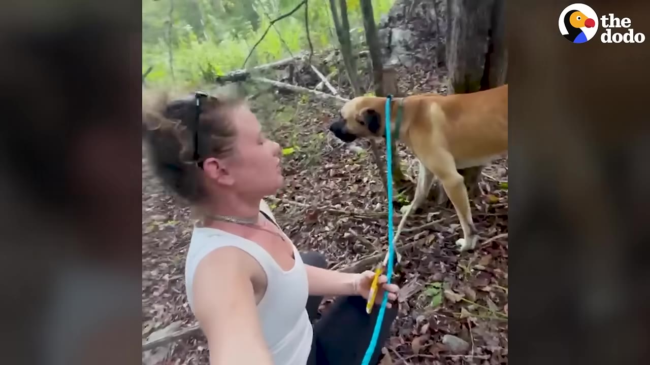 A woman in a white tank top kneels in a wooded area, holding a bright blue leash attached to a tan Great Dane standing nearby among fallen leaves and trees.
