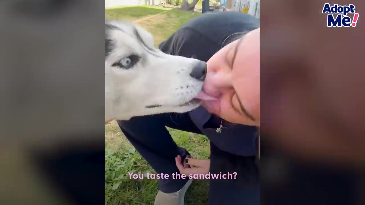 A husky dog licks a woman's chin while standing outdoors in a grassy area.