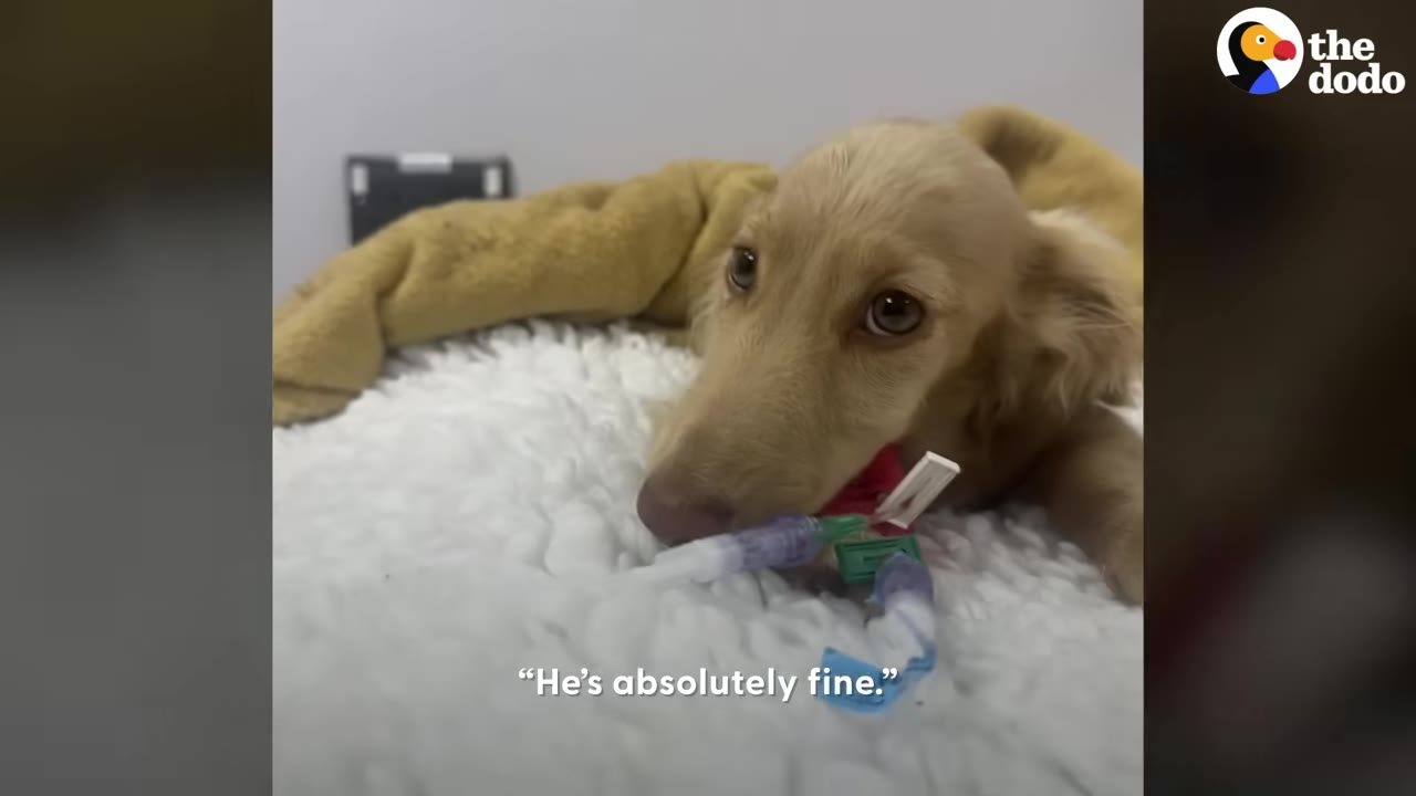 A small tan dog lying down on a white blanket with an IV tube attached.