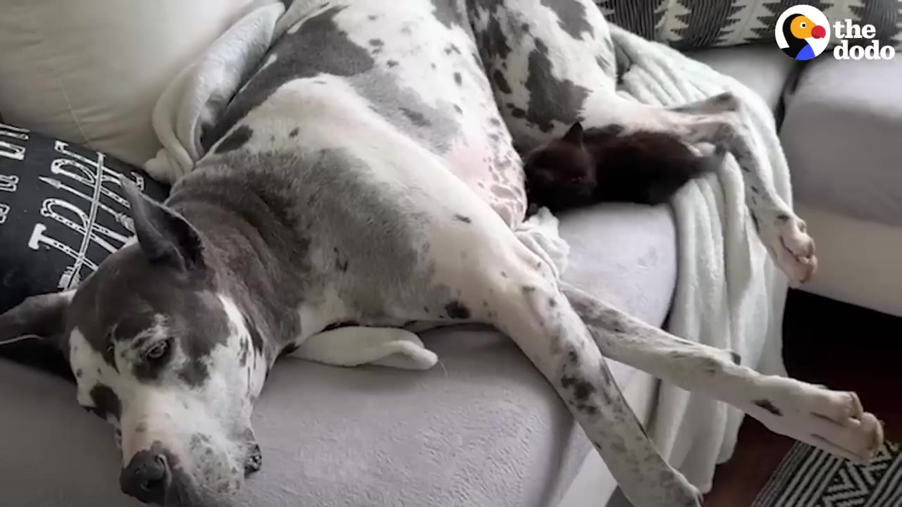 A large spotted Great Dane named Winnie lies on a sofa while a small black kitten rests beside her.