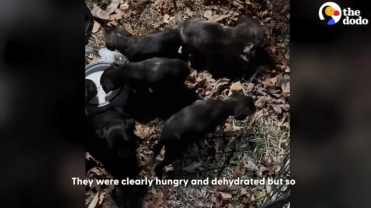 Several small black puppies gather around a white bowl of water on a ground covered with dry autumn leaves.